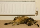 Cat near heater