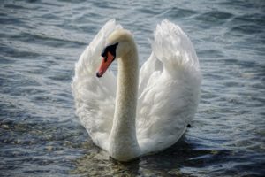 swan, mute swan, water bird